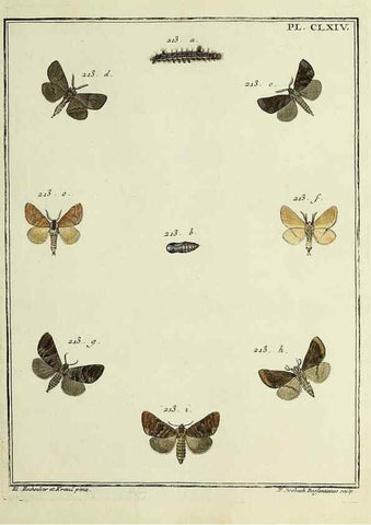 Reproducción/Reproduction 35862797975: Papillons d'Europe, peints d'après nature /. A Paris :Chez P.M. Delaguette, imprimeur-libraire ... ;1779-1792 [i.e. 1793]