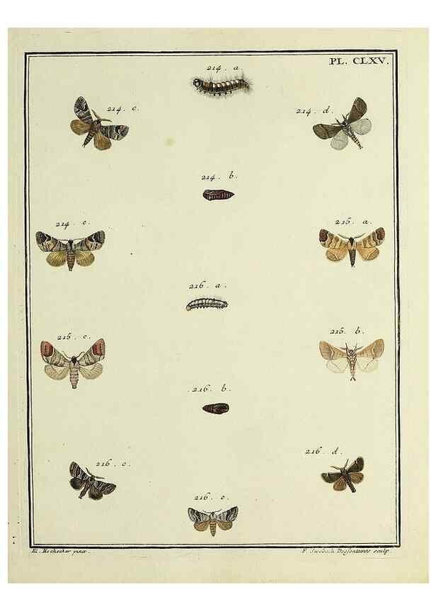 Reproducción/Reproduction 35475045440: Papillons d'Europe, peints d'après nature /. A Paris :Chez P.M. Delaguette, imprimeur-libraire ... ;1779-1792 [i.e. 1793]