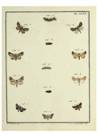 Reproducción/Reproduction 35475045440: Papillons d'Europe, peints d'après nature /. A Paris :Chez P.M. Delaguette, imprimeur-libraire ... ;1779-1792 [i.e. 1793]