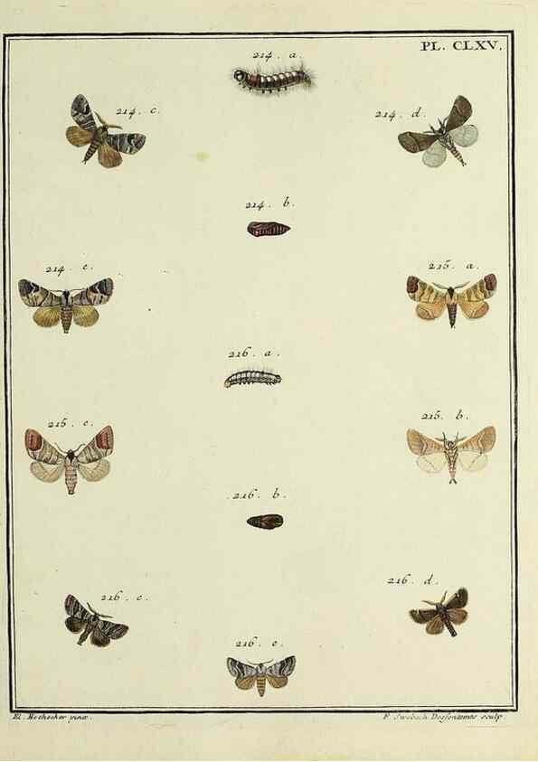 Reproducción/Reproduction 35475045440: Papillons d'Europe, peints d'après nature /. A Paris :Chez P.M. Delaguette, imprimeur-libraire ... ;1779-1792 [i.e. 1793]