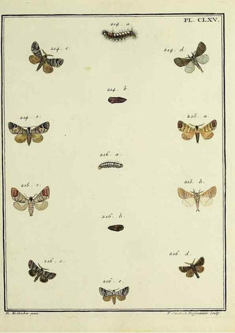Reproducción/Reproduction 35475045440: Papillons d'Europe, peints d'après nature /. A Paris :Chez P.M. Delaguette, imprimeur-libraire ... ;1779-1792 [i.e. 1793]