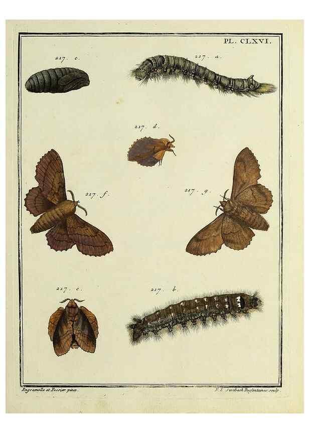 Reproducción/Reproduction 35693586442: Papillons d'Europe, peints d'après nature /. A Paris :Chez P.M. Delaguette, imprimeur-libraire ... ;1779-1792 [i.e. 1793]