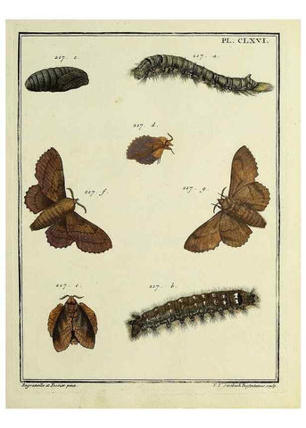 Reproducción/Reproduction 35693586442: Papillons d'Europe, peints d'après nature /. A Paris :Chez P.M. Delaguette, imprimeur-libraire ... ;1779-1792 [i.e. 1793]