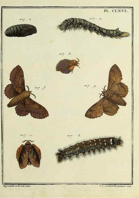 Reproducción/Reproduction 35693586442: Papillons d'Europe, peints d'après nature /. A Paris :Chez P.M. Delaguette, imprimeur-libraire ... ;1779-1792 [i.e. 1793]