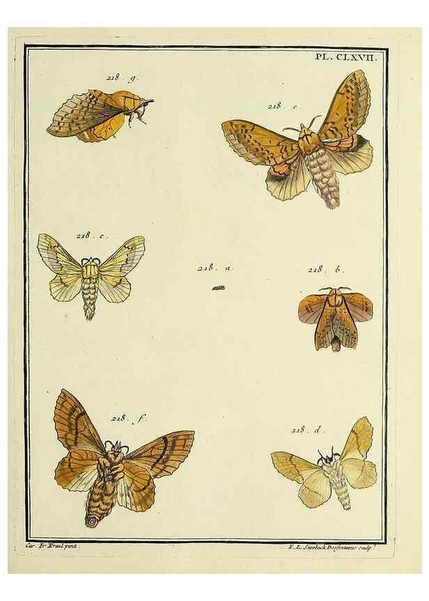 Reproducción/Reproduction 35693589772: Papillons d'Europe, peints d'après nature /. A Paris :Chez P.M. Delaguette, imprimeur-libraire ... ;1779-1792 [i.e. 1793]