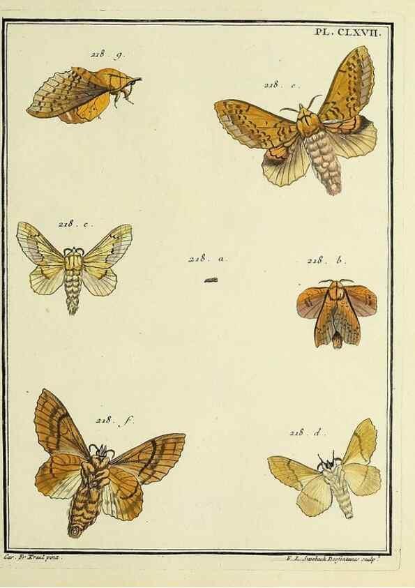 Reproducción/Reproduction 35693589772: Papillons d'Europe, peints d'après nature /. A Paris :Chez P.M. Delaguette, imprimeur-libraire ... ;1779-1792 [i.e. 1793]