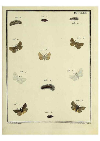 Reproducción/Reproduction 35862790995: Papillons d'Europe, peints d'après nature /. A Paris :Chez P.M. Delaguette, imprimeur-libraire ... ;1779-1792 [i.e. 1793]