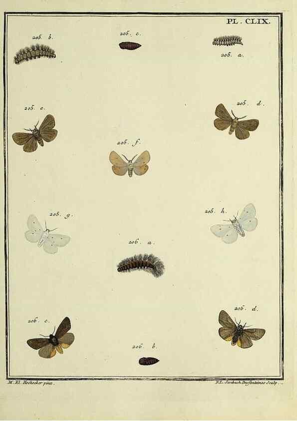 Reproducción/Reproduction 35862790995: Papillons d'Europe, peints d'après nature /. A Paris :Chez P.M. Delaguette, imprimeur-libraire ... ;1779-1792 [i.e. 1793]