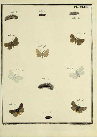 Reproducción/Reproduction 35862790995: Papillons d'Europe, peints d'après nature /. A Paris :Chez P.M. Delaguette, imprimeur-libraire ... ;1779-1792 [i.e. 1793]