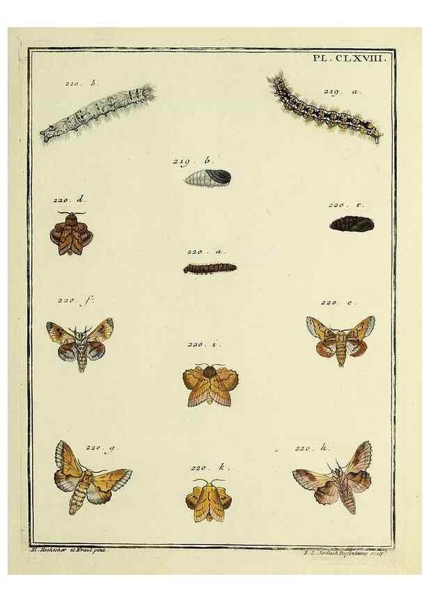 Reproducción/Reproduction 35693592612: Papillons d'Europe, peints d'après nature /. A Paris :Chez P.M. Delaguette, imprimeur-libraire ... ;1779-1792 [i.e. 1793]