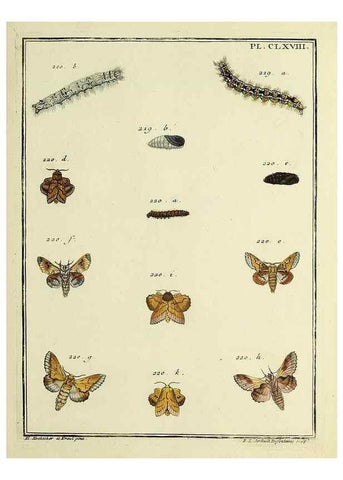 Reproducción/Reproduction 35693592612: Papillons d'Europe, peints d'après nature /. A Paris :Chez P.M. Delaguette, imprimeur-libraire ... ;1779-1792 [i.e. 1793]