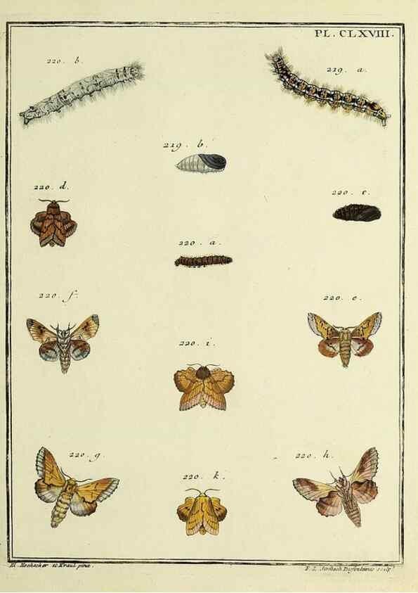 Reproducción/Reproduction 35693592612: Papillons d'Europe, peints d'après nature /. A Paris :Chez P.M. Delaguette, imprimeur-libraire ... ;1779-1792 [i.e. 1793]