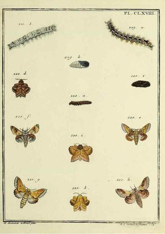 Reproducción/Reproduction 35693592612: Papillons d'Europe, peints d'après nature /. A Paris :Chez P.M. Delaguette, imprimeur-libraire ... ;1779-1792 [i.e. 1793]