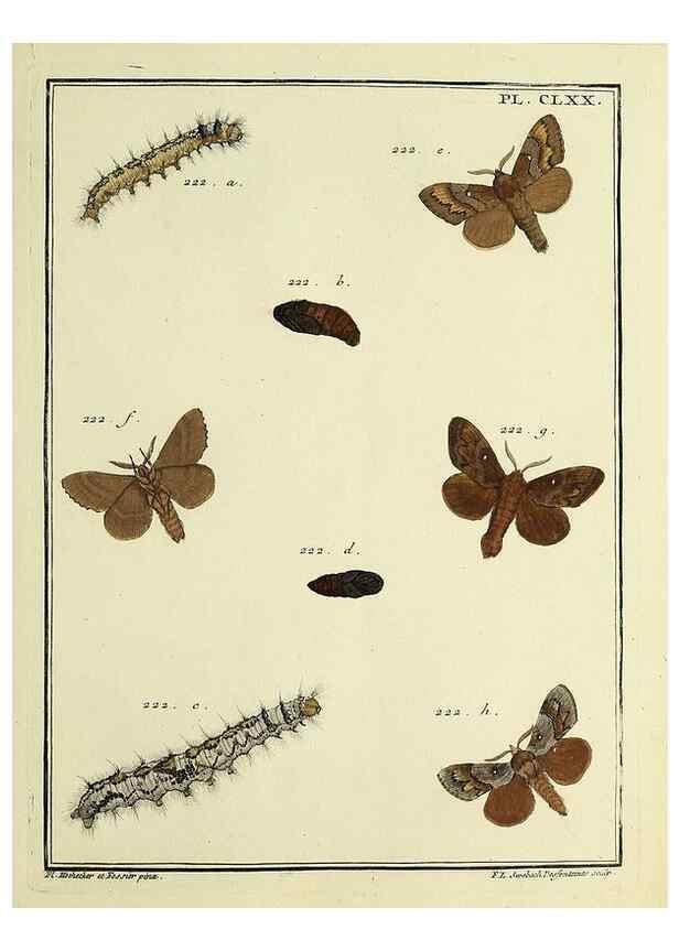 Reproducción/Reproduction 35693598182: Papillons d'Europe, peints d'après nature /. A Paris :Chez P.M. Delaguette, imprimeur-libraire ... ;1779-1792 [i.e. 1793]