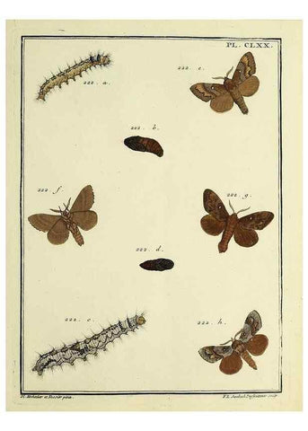 Reproducción/Reproduction 35693598182: Papillons d'Europe, peints d'après nature /. A Paris :Chez P.M. Delaguette, imprimeur-libraire ... ;1779-1792 [i.e. 1793]
