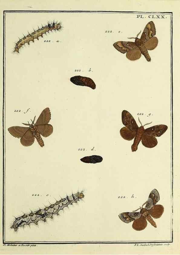 Reproducción/Reproduction 35693598182: Papillons d'Europe, peints d'après nature /. A Paris :Chez P.M. Delaguette, imprimeur-libraire ... ;1779-1792 [i.e. 1793]