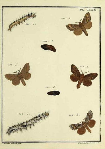 Reproducción/Reproduction 35693598182: Papillons d'Europe, peints d'après nature /. A Paris :Chez P.M. Delaguette, imprimeur-libraire ... ;1779-1792 [i.e. 1793]