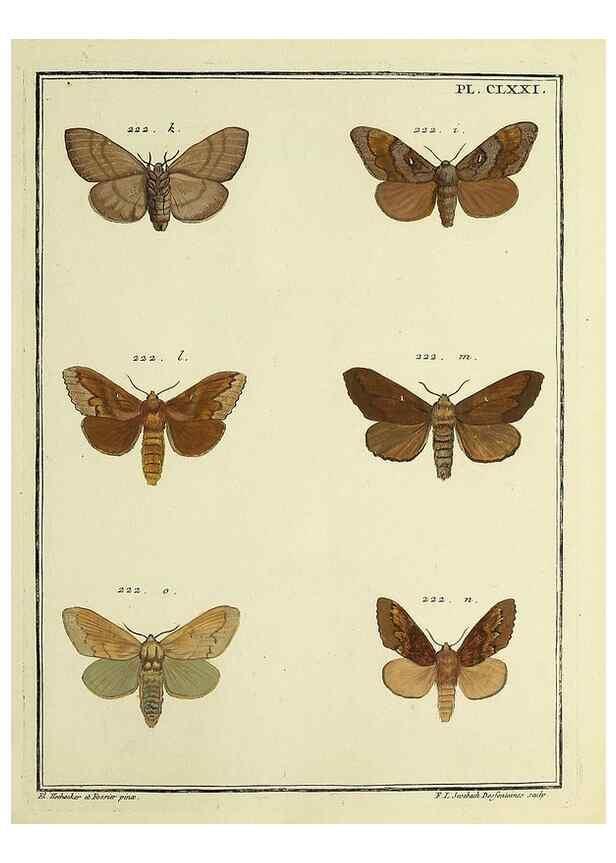 Reproducción/Reproduction 35053509323: Papillons d'Europe, peints d'après nature /. A Paris :Chez P.M. Delaguette, imprimeur-libraire ... ;1779-1792 [i.e. 1793]
