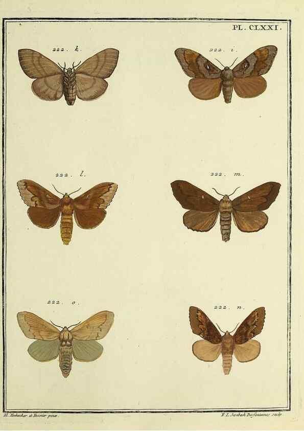 Reproducción/Reproduction 35053509323: Papillons d'Europe, peints d'après nature /. A Paris :Chez P.M. Delaguette, imprimeur-libraire ... ;1779-1792 [i.e. 1793]