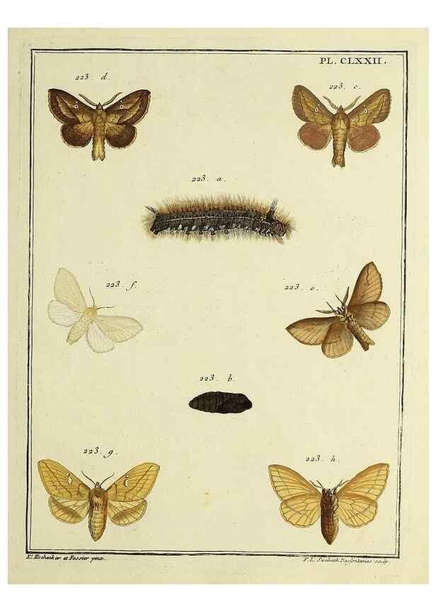 Reproducción/Reproduction 35053511203: Papillons d'Europe, peints d'après nature /. A Paris :Chez P.M. Delaguette, imprimeur-libraire ... ;1779-1792 [i.e. 1793]
