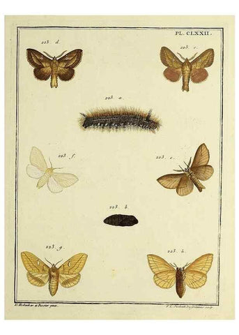 Reproducción/Reproduction 35053511203: Papillons d'Europe, peints d'après nature /. A Paris :Chez P.M. Delaguette, imprimeur-libraire ... ;1779-1792 [i.e. 1793]