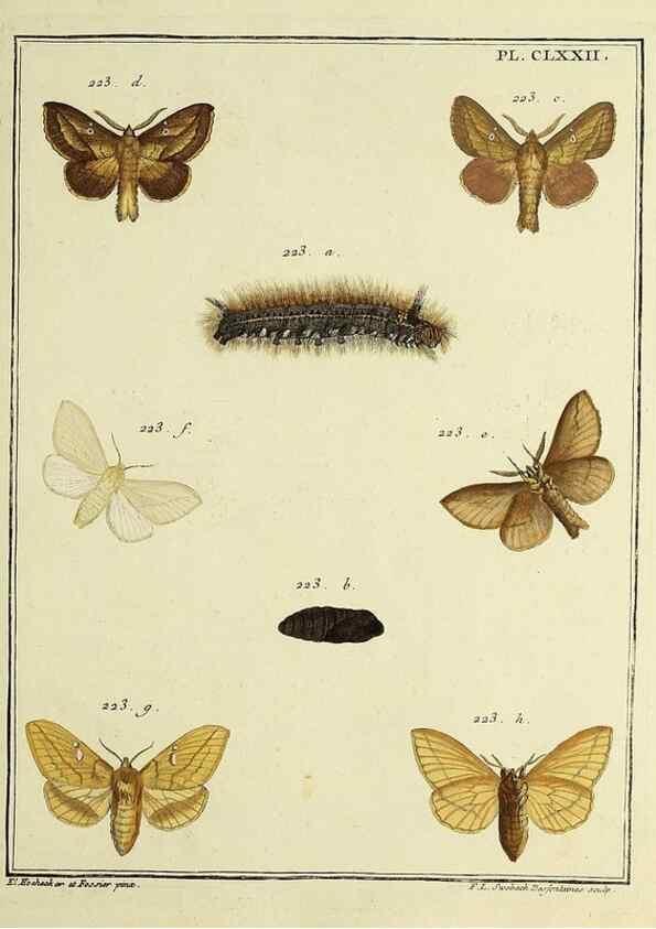 Reproducción/Reproduction 35053511203: Papillons d'Europe, peints d'après nature /. A Paris :Chez P.M. Delaguette, imprimeur-libraire ... ;1779-1792 [i.e. 1793]