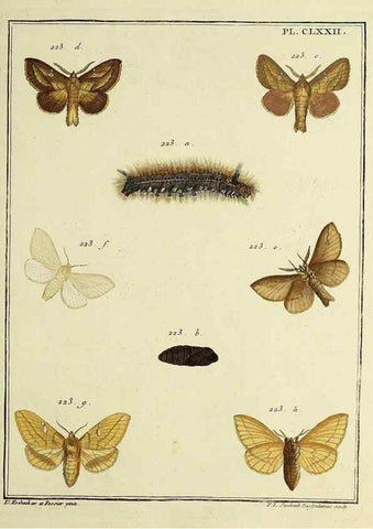 Reproducción/Reproduction 35053511203: Papillons d'Europe, peints d'après nature /. A Paris :Chez P.M. Delaguette, imprimeur-libraire ... ;1779-1792 [i.e. 1793]