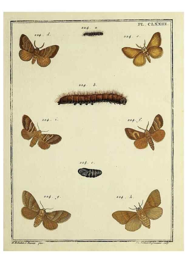 Reproducción/Reproduction 35862814195: Papillons d'Europe, peints d'après nature /. A Paris :Chez P.M. Delaguette, imprimeur-libraire ... ;1779-1792 [i.e. 1793]