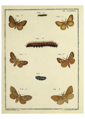 Reproducción/Reproduction 35862814195: Papillons d'Europe, peints d'après nature /. A Paris :Chez P.M. Delaguette, imprimeur-libraire ... ;1779-1792 [i.e. 1793]