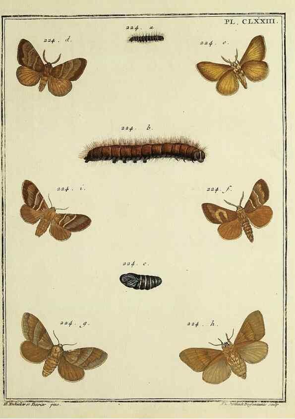 Reproducción/Reproduction 35862814195: Papillons d'Europe, peints d'après nature /. A Paris :Chez P.M. Delaguette, imprimeur-libraire ... ;1779-1792 [i.e. 1793]