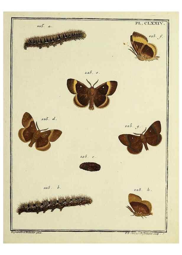 Reproducción/Reproduction 35862816325: Papillons d'Europe, peints d'après nature /. A Paris :Chez P.M. Delaguette, imprimeur-libraire ... ;1779-1792 [i.e. 1793]