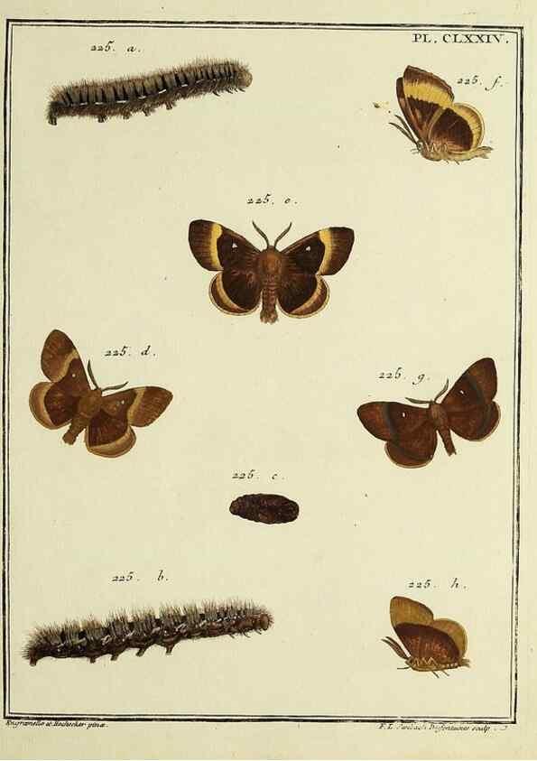 Reproducción/Reproduction 35862816325: Papillons d'Europe, peints d'après nature /. A Paris :Chez P.M. Delaguette, imprimeur-libraire ... ;1779-1792 [i.e. 1793]