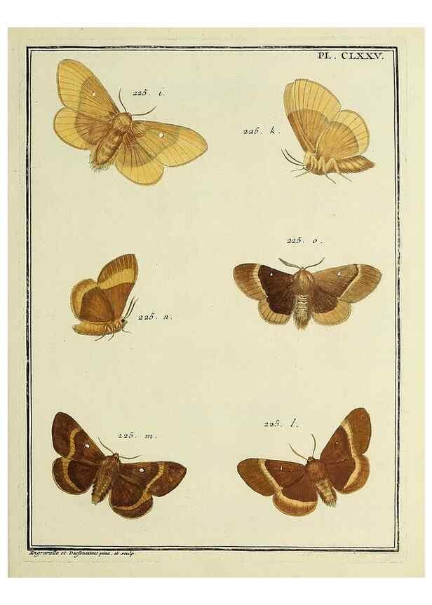 Reproducción/Reproduction 35862818935: Papillons d'Europe, peints d'après nature /. A Paris :Chez P.M. Delaguette, imprimeur-libraire ... ;1779-1792 [i.e. 1793]