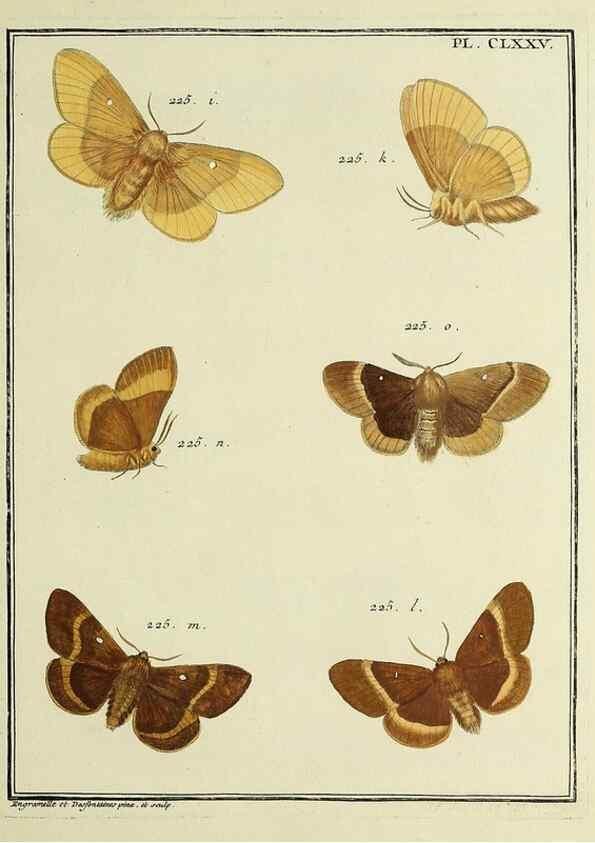 Reproducción/Reproduction 35862818935: Papillons d'Europe, peints d'après nature /. A Paris :Chez P.M. Delaguette, imprimeur-libraire ... ;1779-1792 [i.e. 1793]