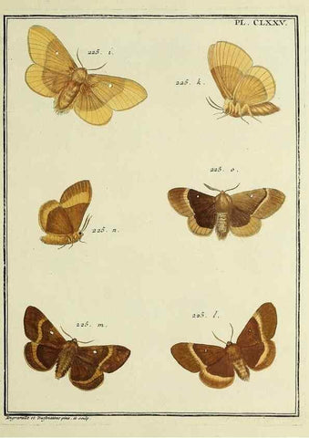 Reproducción/Reproduction 35862818935: Papillons d'Europe, peints d'après nature /. A Paris :Chez P.M. Delaguette, imprimeur-libraire ... ;1779-1792 [i.e. 1793]