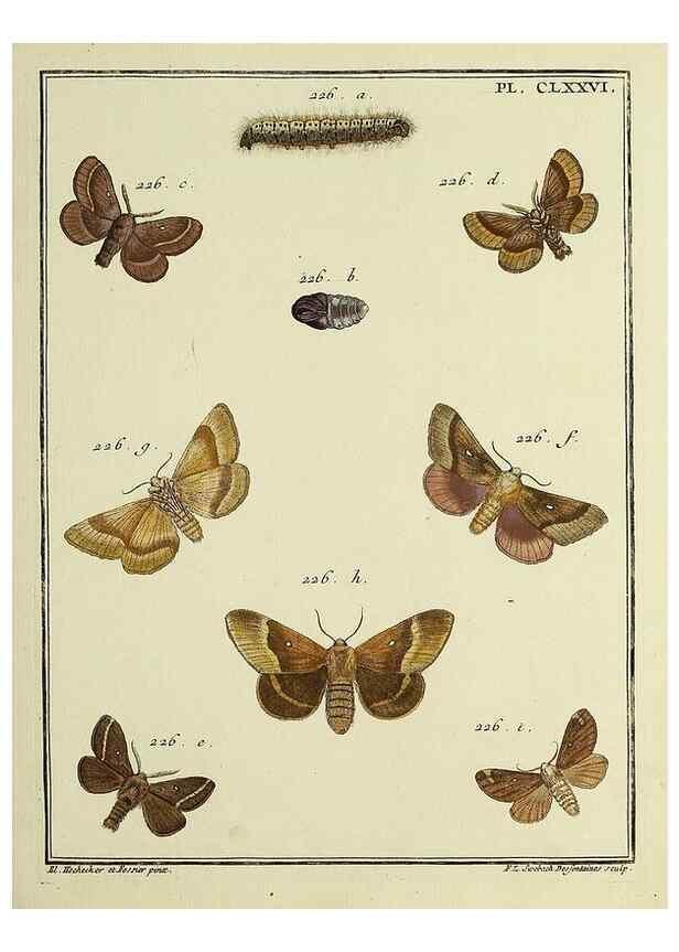 Reproducción/Reproduction 35023011484: Papillons d'Europe, peints d'après nature /. A Paris :Chez P.M. Delaguette, imprimeur-libraire ... ;1779-1792 [i.e. 1793]