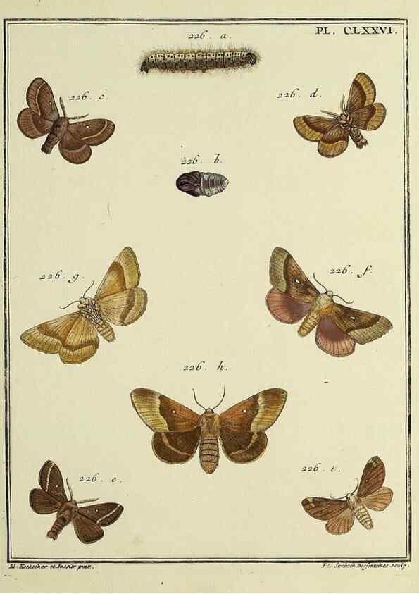 Reproducción/Reproduction 35023011484: Papillons d'Europe, peints d'après nature /. A Paris :Chez P.M. Delaguette, imprimeur-libraire ... ;1779-1792 [i.e. 1793]