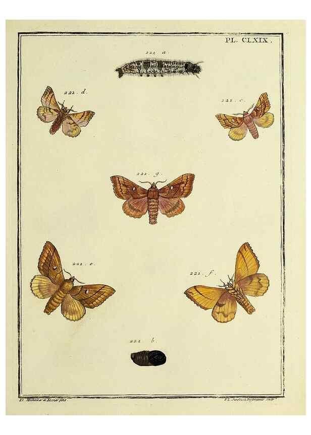 Reproducción/Reproduction 35693595312: Papillons d'Europe, peints d'après nature /. A Paris :Chez P.M. Delaguette, imprimeur-libraire ... ;1779-1792 [i.e. 1793]