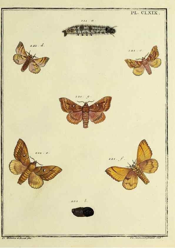 Reproducción/Reproduction 35693595312: Papillons d'Europe, peints d'après nature /. A Paris :Chez P.M. Delaguette, imprimeur-libraire ... ;1779-1792 [i.e. 1793]