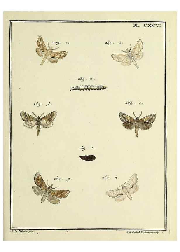 Reproducción/Reproduction 35731103471: Papillons d'Europe, peints d'après nature /. A Paris :Chez P.M. Delaguette, imprimeur-libraire ... ;1779-1792 [i.e. 1793]