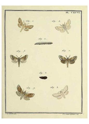 Reproducción/Reproduction 35731103471: Papillons d'Europe, peints d'après nature /. A Paris :Chez P.M. Delaguette, imprimeur-libraire ... ;1779-1792 [i.e. 1793]