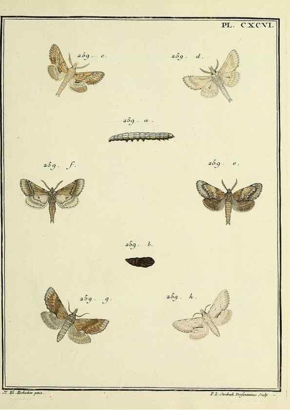 Reproducción/Reproduction 35731103471: Papillons d'Europe, peints d'après nature /. A Paris :Chez P.M. Delaguette, imprimeur-libraire ... ;1779-1792 [i.e. 1793]
