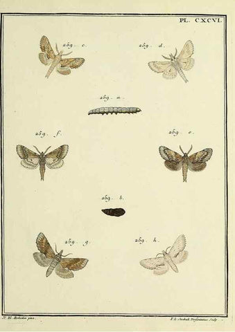 Reproducción/Reproduction 35731103471: Papillons d'Europe, peints d'après nature /. A Paris :Chez P.M. Delaguette, imprimeur-libraire ... ;1779-1792 [i.e. 1793]