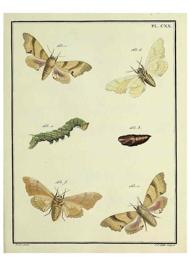 Reproducción/Reproduction 35730954371: Papillons d'Europe, peints d'après nature /. A Paris :Chez P.M. Delaguette, imprimeur-libraire ... ;1779-1792 [i.e. 1793]