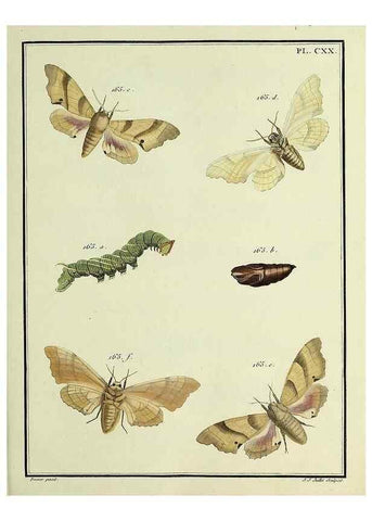 Reproducción/Reproduction 35730954371: Papillons d'Europe, peints d'après nature /. A Paris :Chez P.M. Delaguette, imprimeur-libraire ... ;1779-1792 [i.e. 1793]