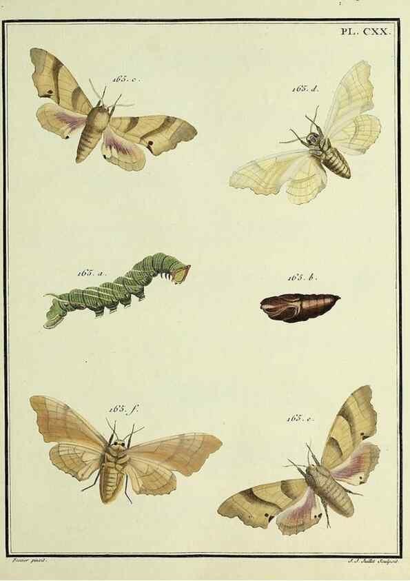 Reproducción/Reproduction 35730954371: Papillons d'Europe, peints d'après nature /. A Paris :Chez P.M. Delaguette, imprimeur-libraire ... ;1779-1792 [i.e. 1793]