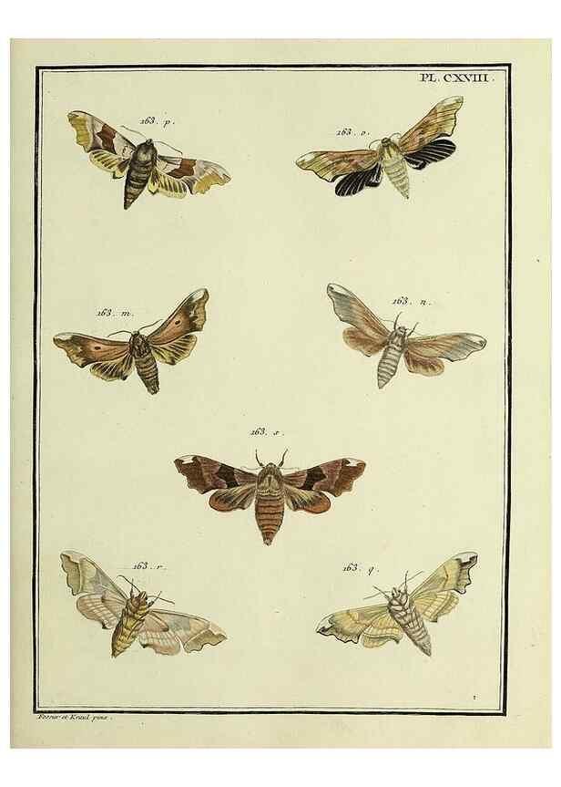 Reproducción/Reproduction 35822016526: Papillons d'Europe, peints d'après nature /. A Paris :Chez P.M. Delaguette, imprimeur-libraire ... ;1779-1792 [i.e. 1793]