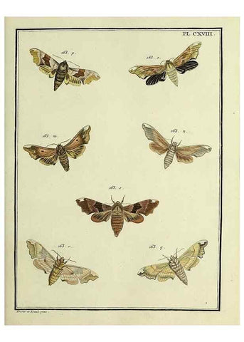 Reproducción/Reproduction 35822016526: Papillons d'Europe, peints d'après nature /. A Paris :Chez P.M. Delaguette, imprimeur-libraire ... ;1779-1792 [i.e. 1793]