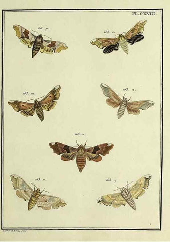 Reproducción/Reproduction 35822016526: Papillons d'Europe, peints d'après nature /. A Paris :Chez P.M. Delaguette, imprimeur-libraire ... ;1779-1792 [i.e. 1793]