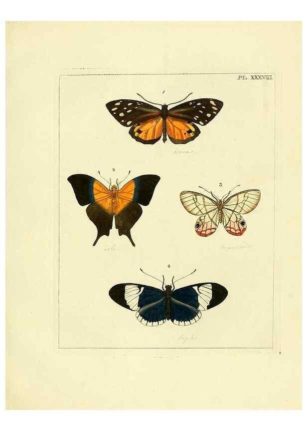 Reproducción/Reproduction 35862123375: Illustrations of natural history.. London,Printed for the author and sold by B. White,1770-82.
